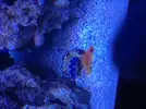 [TodoMarino.com] proyecto reef 100 l