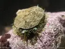 [TodoMarino.com] NUEVA www.coralreef.es YA ACTIVA !!!