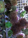 [TodoMarino.com] NUEVA www.coralreef.es YA ACTIVA !!!