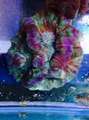 [TodoMarino.com] NUEVA www.coralreef.es YA ACTIVA !!!