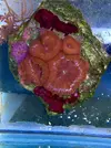 [TodoMarino.com] NUEVA www.coralreef.es YA ACTIVA !!!