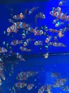 [TodoMarino.com] NUEVA www.coralreef.es YA ACTIVA !!!