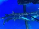 [TodoMarino.com] NUEVA www.coralreef.es YA ACTIVA !!!