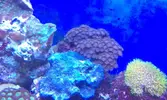 [TodoMarino.com] zoanthus azul