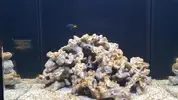 [TodoMarino.com] Mi nano