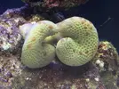 [TodoMarino.com] Que bichos tiene mi sarcophyton? O que es?
