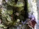 [TodoMarino.com] Que bichos tiene mi sarcophyton? O que es?