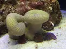 [TodoMarino.com] Que bichos tiene mi sarcophyton? O que es?