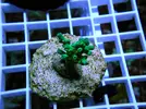 [TodoMarino.com] Esquejes para venta!!  especies ejemplares!