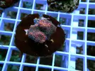[TodoMarino.com] Esquejes para venta!!  especies ejemplares!