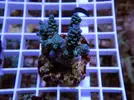 [TodoMarino.com] Esquejes para venta!!  especies ejemplares!