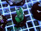 [TodoMarino.com] Esquejes para venta!!  especies ejemplares!