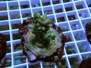 [TodoMarino.com] Esquejes para venta!!  especies ejemplares!