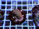 [TodoMarino.com] Esquejes para venta!!  especies ejemplares!