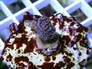[TodoMarino.com] Esquejes para venta!!  especies ejemplares!