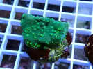 [TodoMarino.com] Esquejes para venta!!  especies ejemplares!