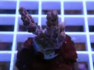 [TodoMarino.com] Esquejes para venta!!  especies ejemplares!