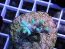 [TodoMarino.com] Esquejes para venta!!  especies ejemplares!