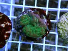 [TodoMarino.com] Esquejes para venta!!  especies ejemplares!