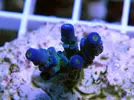 [TodoMarino.com] Esquejes para venta!!  especies ejemplares!