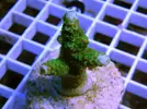 [TodoMarino.com] Esquejes para venta!!  especies ejemplares!