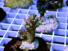 [TodoMarino.com] Esquejes para venta!!  especies ejemplares!