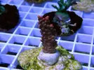 [TodoMarino.com] Esquejes para venta!!  especies ejemplares!