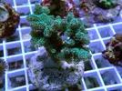 [TodoMarino.com] Esquejes para venta!!  especies ejemplares!