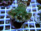 [TodoMarino.com] Esquejes para venta!!  especies ejemplares!