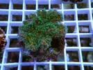 [TodoMarino.com] Esquejes para venta!!  especies ejemplares!