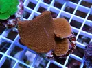 [TodoMarino.com] Esquejes para venta!!  especies ejemplares!