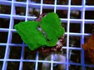 [TodoMarino.com] Esquejes para venta!!  especies ejemplares!