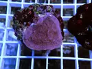 [TodoMarino.com] Esquejes para venta!!  especies ejemplares!