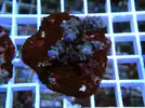 [TodoMarino.com] Esquejes para venta!!  especies ejemplares!