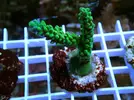 [TodoMarino.com] Esquejes para venta!!  especies ejemplares!