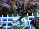 [TodoMarino.com] Esquejes para venta!!  especies ejemplares!