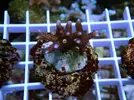 [TodoMarino.com] Esquejes para venta!!  especies ejemplares!
