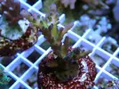 [TodoMarino.com] Esquejes para venta!!  especies ejemplares!