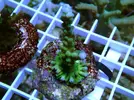 [TodoMarino.com] Esquejes para venta!!  especies ejemplares!