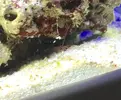 [TodoMarino.com] Que bichos tiene mi sarcophyton? O que es?