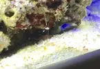 [TodoMarino.com] Que bichos tiene mi sarcophyton? O que es?
