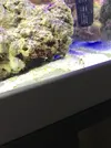 [TodoMarino.com] Que bichos tiene mi sarcophyton? O que es?