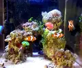 [TodoMarino.com] Neomeris Annulata