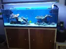 [TodoMarino.com] aquascaping 360 litros desde cero