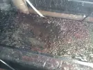 [TodoMarino.com] Macro alga con manchas rojas