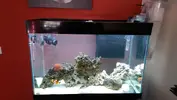 [TodoMarino.com] Acuario ciano emotions pro 80, 143 litros, opiniones por favor!