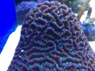 [TodoMarino.com] Coral cerebro y acanthastrea echinatta