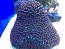 [TodoMarino.com] Coral cerebro y acanthastrea echinatta