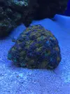 [TodoMarino.com] Coral cerebro y acanthastrea echinatta