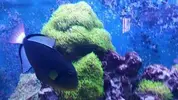 [TodoMarino.com] Vendo Melichthys vidua
